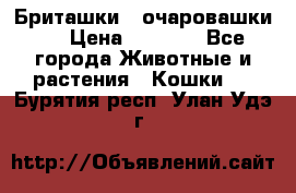 Бриташки - очаровашки.  › Цена ­ 3 000 - Все города Животные и растения » Кошки   . Бурятия респ.,Улан-Удэ г.